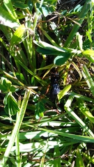 Sphex flavovestitus