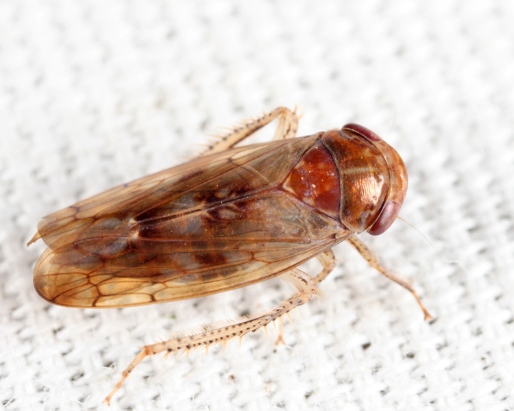 Eutettix marmoratus