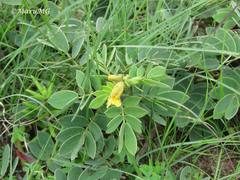 Senna crotalarioides
