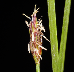 Eleocharis parishii
