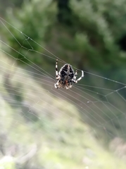 Neoscona orizabensis