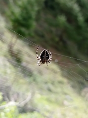 Neoscona orizabensis