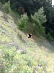 Neoscona orizabensis