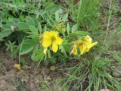 Senna crotalarioides