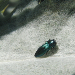 Meliboeus amethystinus