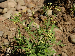 Parthenium hysterophorus — photo 3