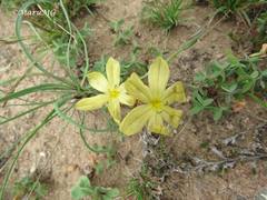 Sisyrinchium pringlei