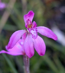 Caladenia nana unita