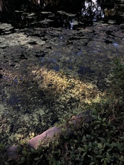 Hygrophila