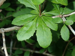Berberis canadensis