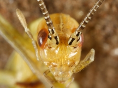 Oecanthus quadripunctatus