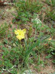 Sisyrinchium pringlei