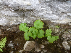 Romanzoffia sitchensis