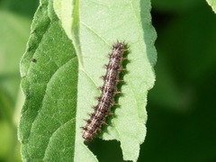 Nymphalini