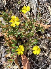 Hibbertia decumbens