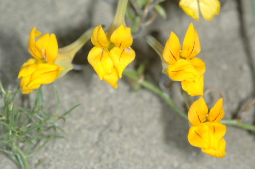 Tropaeolum porifolium (Tropaeolum porifolium)