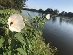 Hibiscus lasiocarpos