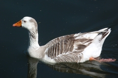 Anser anser domesticus