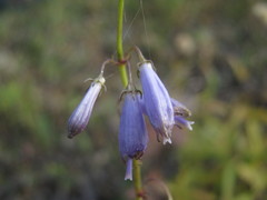 Adenophora stenanthina