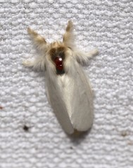 Trichiocercus mesomelas