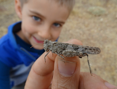 Trimerotropis pseudofasciata