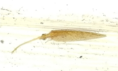 Hemerobiinae