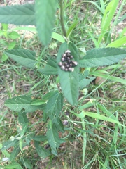 Orsilochides stictica