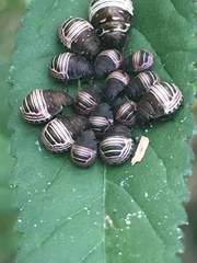 Orsilochides stictica