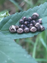 Orsilochides stictica
