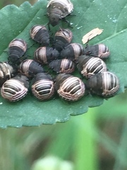 Orsilochides stictica