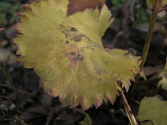 Adenophora stenanthina