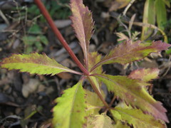 Adenophora stenanthina