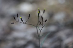 Senecio phelleus