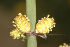 Ephedra