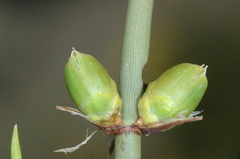 Ephedra