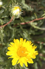 Grindelia chiloensis