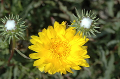 Grindelia chiloensis