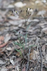 Senecio phelleus