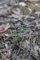 Senecio phelleus