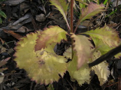 Adenophora stenanthina