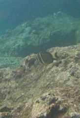 Acanthurus guttatus