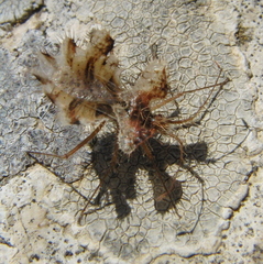 Phyllomorpha laciniata