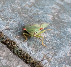 Brontocoris nigrolimbatus