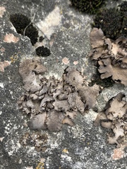 Dermatocarpon muhlenbergii