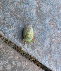 Brontocoris nigrolimbatus