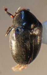 Orphilus subnitidus