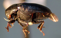 Orphilus subnitidus