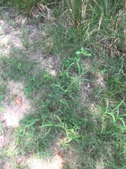 Orsilochides stictica