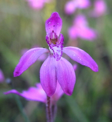 Caladenia nana unita