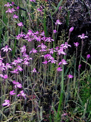 Caladenia nana unita